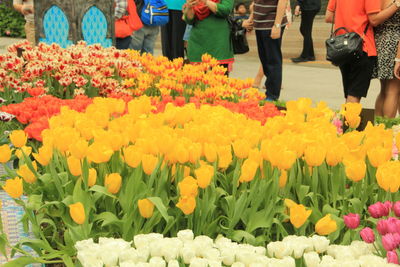 Close-up of flowers in garden