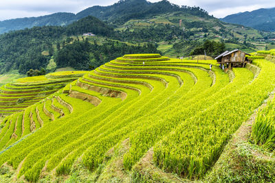 Scenic view of agricultural field