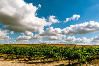 Scenic view of agricultural field against sky