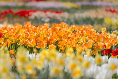 Close-up of yellow tulips on field