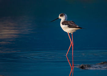 Bird perching on a lake
