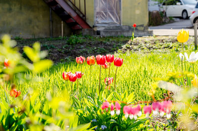 Close-up of red tulips in field