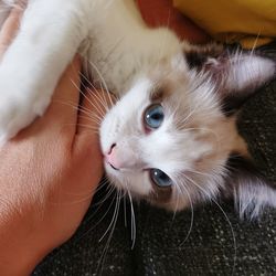 Close-up of hand holding cat