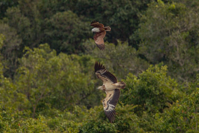 Brahminy kite and white-bellied sea eagle flying against trees in forest