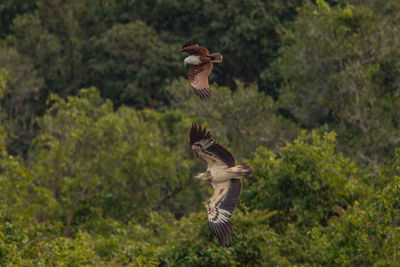 Bird flying in a forest