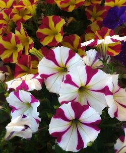 High angle view of pink flowering plants