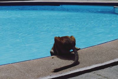 High angle view of monkey drinking water from swimming pool