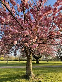 Cherry blossom tree in park