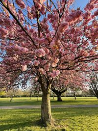 Cherry blossom tree in park