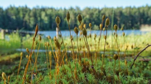 Close-up of plants growing on field