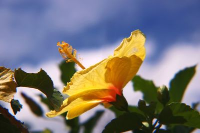 Close-up of yellow flowering plant