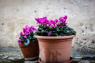 Close-up of potted plant against wall