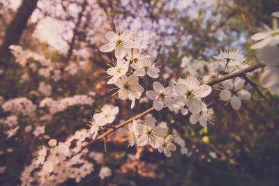 Close-up of cherry blossoms in spring