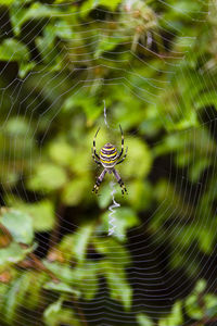 Close-up of spider on web