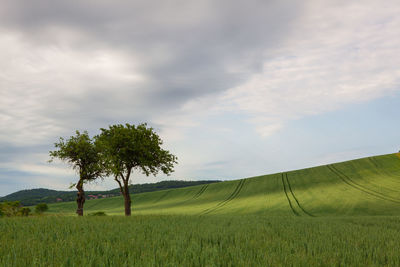 Scenic view of agricultural field against sky