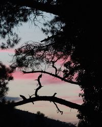 Low angle view of silhouette trees against sky