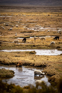Lamas and alpacas drinking water on a field in peru