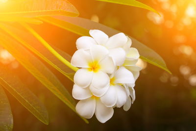 Close-up of white flowering plant