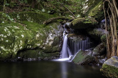 Scenic view of waterfall in forest