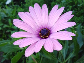 Close-up of purple flower