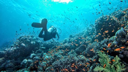 Person scuba diving by coral amidst fish swimming in sea