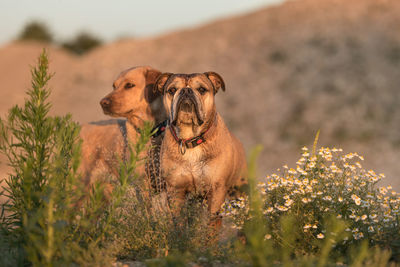 View of a dog looking away