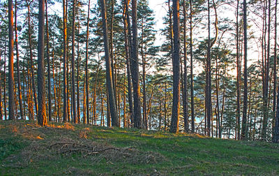 Pine trees in forest