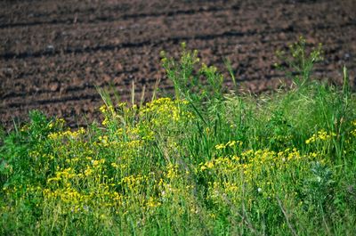 Plants growing on field