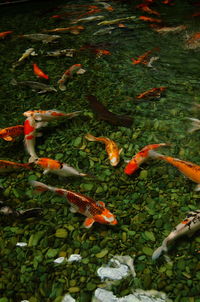 View of koi carps swimming in sea