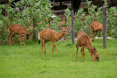 Deer on grassy field