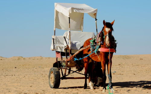 Horse cart in desert
