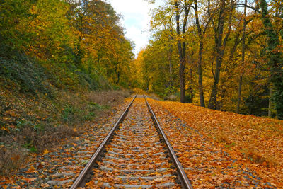 Railroad tracks amidst trees