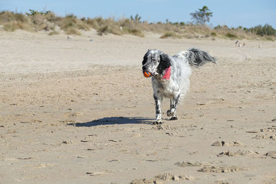 English setter dog on the beach carrying a toy