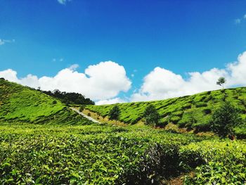 Scenic view of tea plantation against clear blue sky