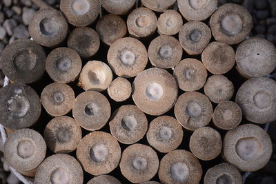 Full frame shot of logs in forest