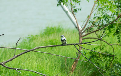 Pied kingfisher bird ceryle rudis, white black plumage crest and large beak spotted on tree branch