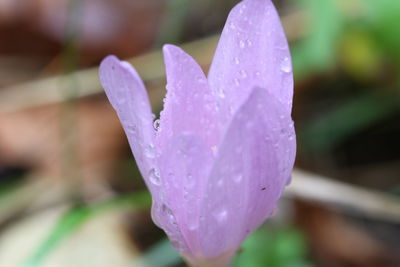 Close-up of water drops on purple flower