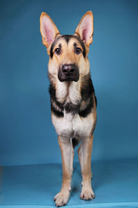 Portrait of dog against blue background