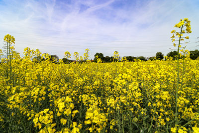 rapeseed