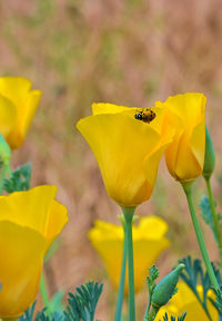 Close-up of lady bug pollinating on yellow flower