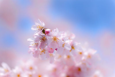 Close-up of pink cherry blossoms