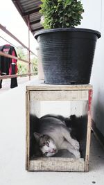 Cat relaxing in container outdoors