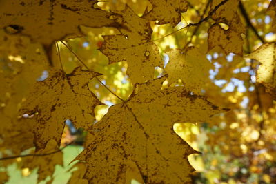 Close-up of yellow autumn leaves