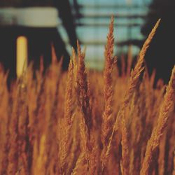 Close-up of wheat growing on field