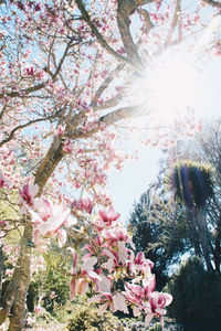 Low angle view of pink flowers blooming on tree