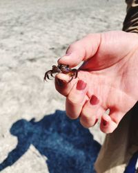 Close-up of hand holding leaf at beach