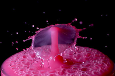 Close-up of pink water lily