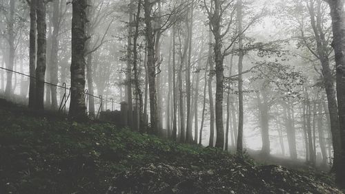 Trees in forest