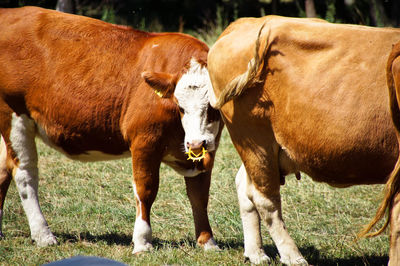 Close-up of cattle at farm
