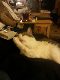 Cat sleeping on couch